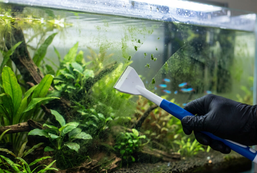 Algae in Fish Tank: Prevention & Removal Guide