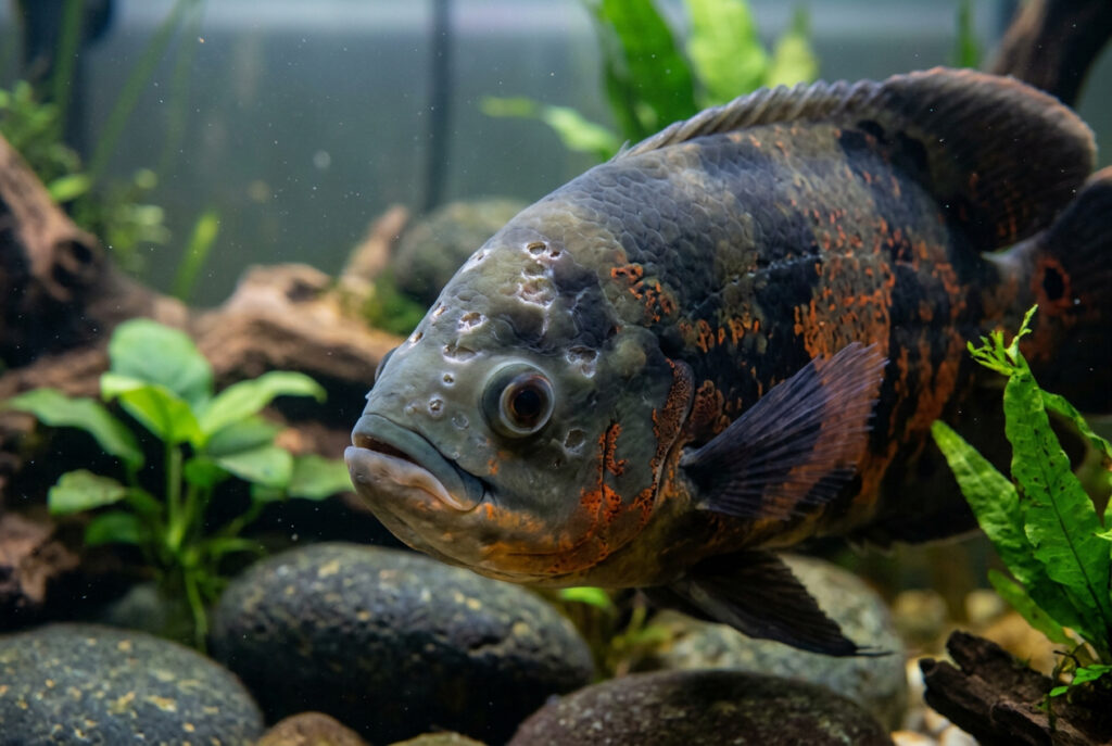 Oscar Fish Bacterial Pitting: Symptoms, Treatment & Prevention