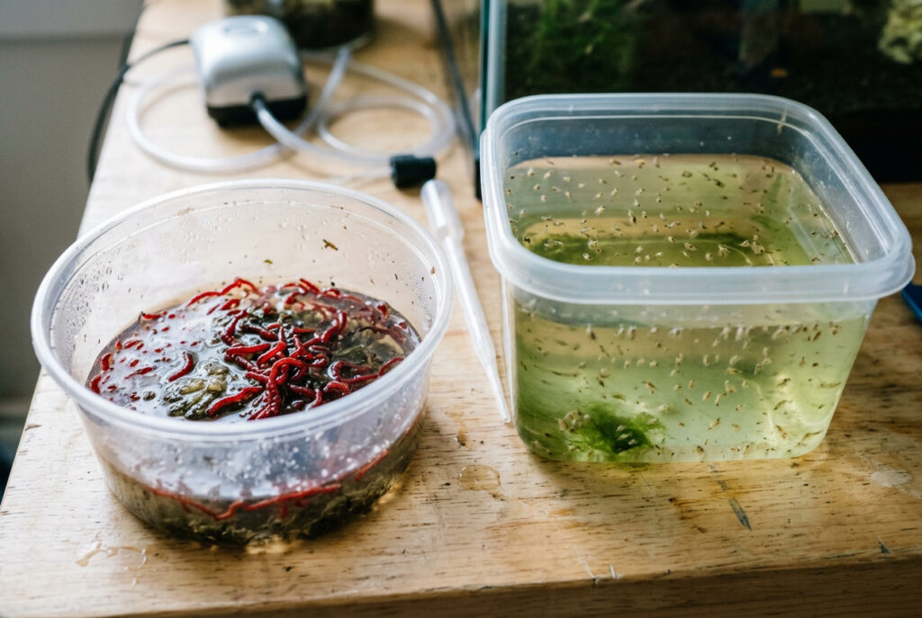 Best Live Food for Oscar Fish