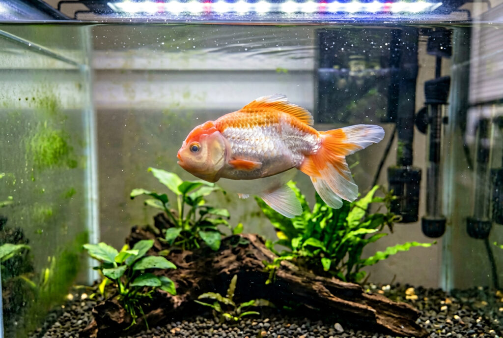 Oscar Fish Bloat & Swim Bladder Issues: Diagnosis & Treatment