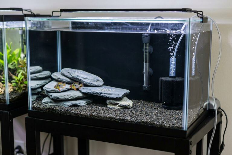 Oscar Fish Breeding Tank Setup