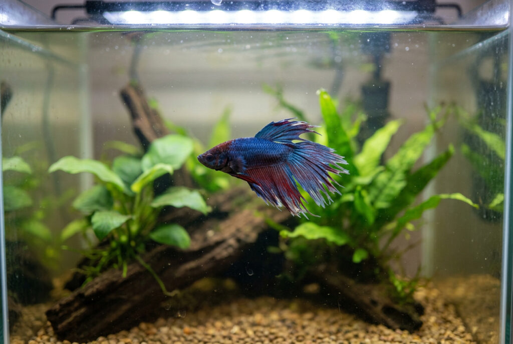 Oscar Fish Fin Rot: Causes, Treatment & Prevention