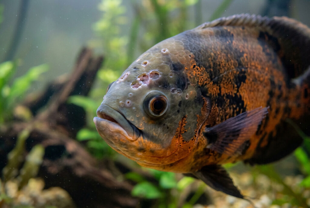 Hole in the Head Disease in Oscar Fish: Causes, Treatment & Prevention